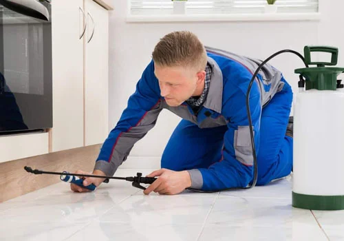 general pest control in uae by Absolute Pest Control
										