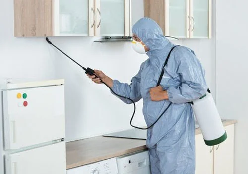 bed bugs spray treatment in dubai by Absolute Pest Control
										