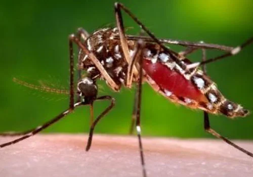 mosquito pest control services provider in dubai by Absolute Pest Control 
										