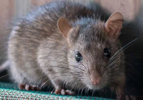 rodent control service in dubai by Absolute Pest Control
										