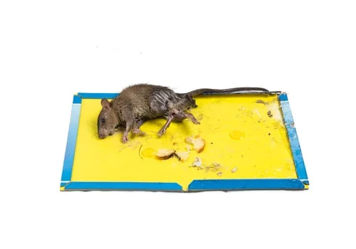 rodent control service in dubai by Absolute Pest Control
									