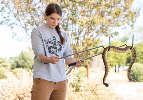 snake pest control services dubai by Absolute Pest Control
										