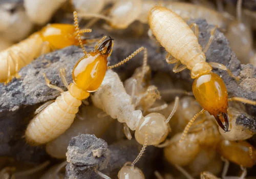 termite treatment services dubai by Absolute Pest Control
										